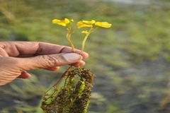 Utricularia stellaris